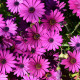 Paprskovka - Kapská kopretina - Osteospermum eclonis asti mix - semena paprskovky - 6 ks